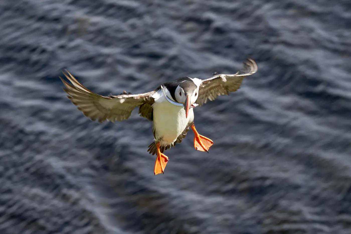 Ein Papageitaucher im Flug