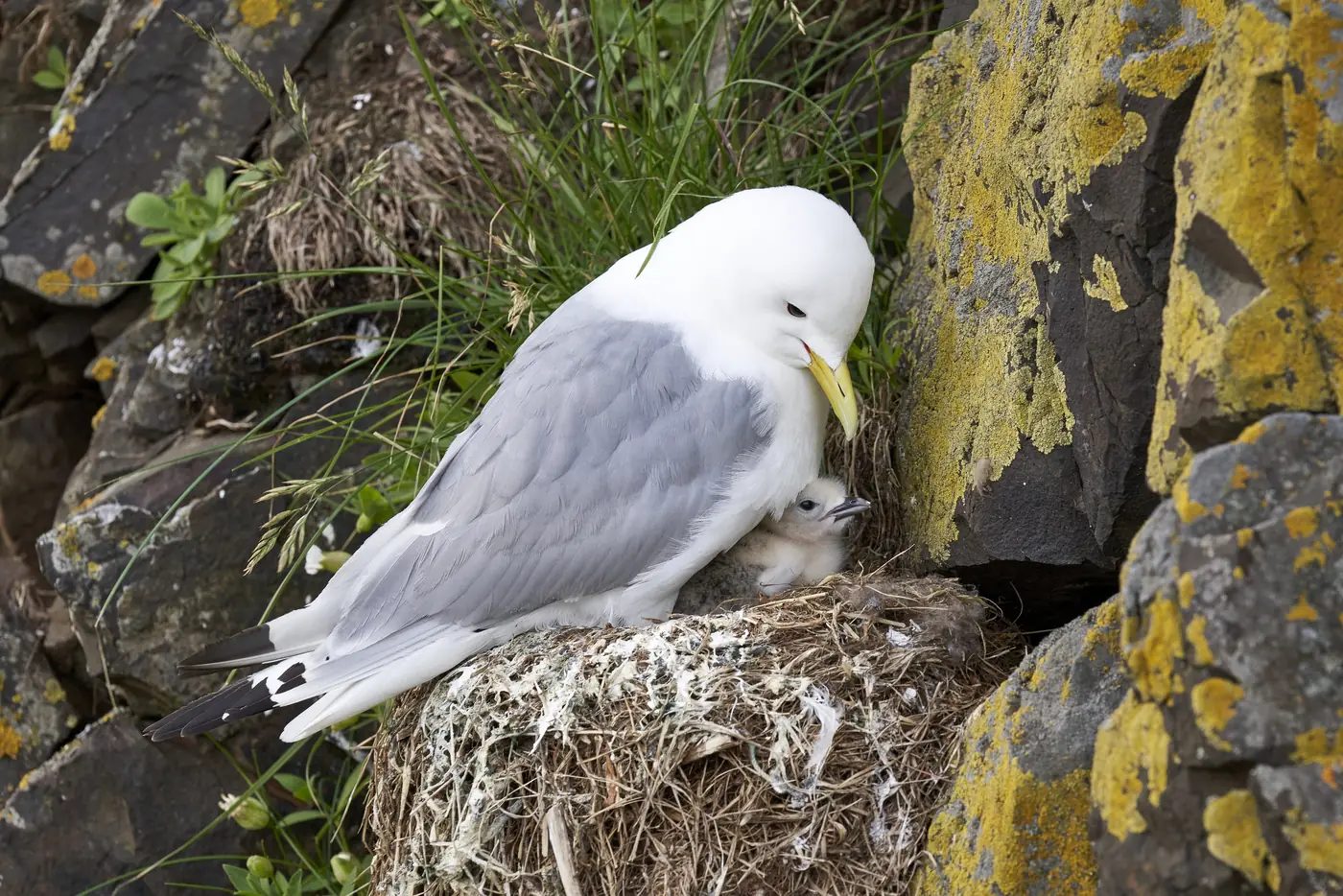 Ein Eissturmvogel an der Felskante