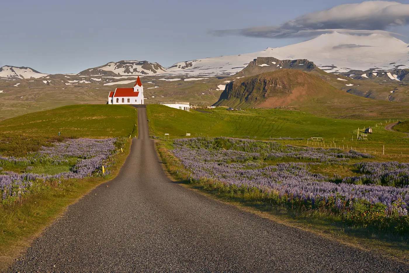Eine Straße durch ein Feld blühender Lupinen