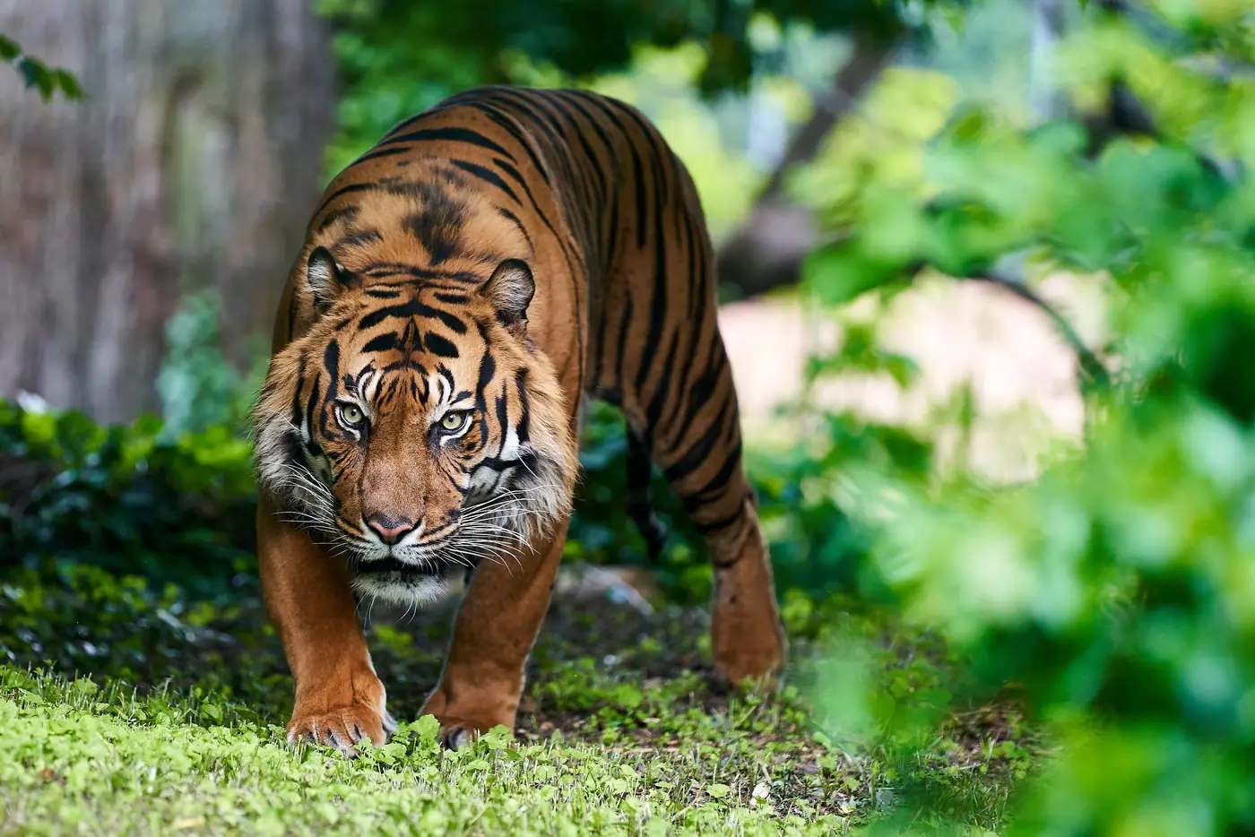 Ein Tiger schreitet durch grünes Dickicht