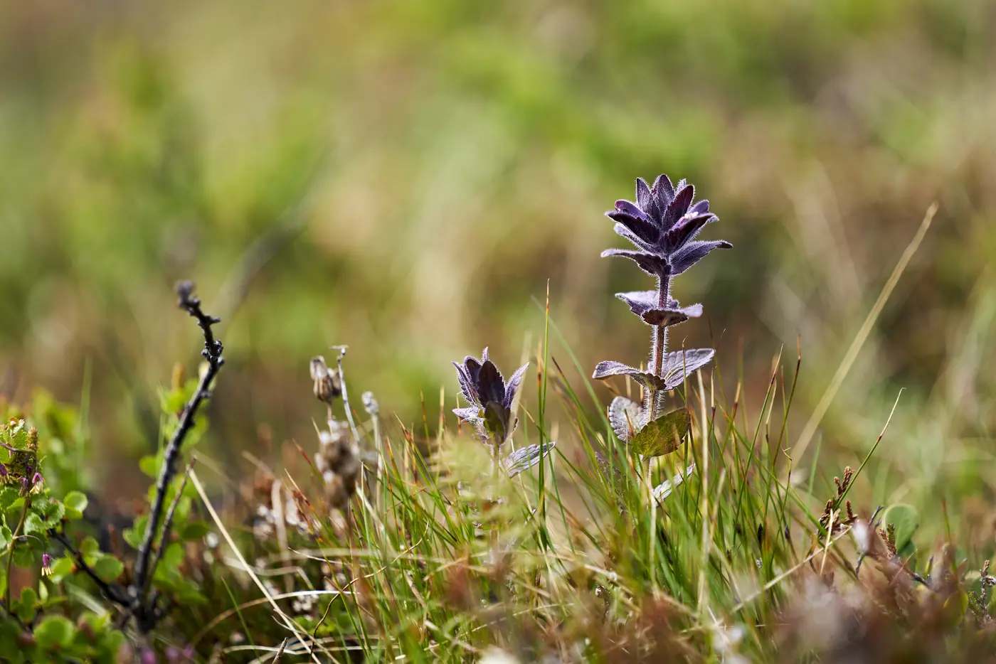 Eine ruhige Nahaufnahme von Hochlandflora