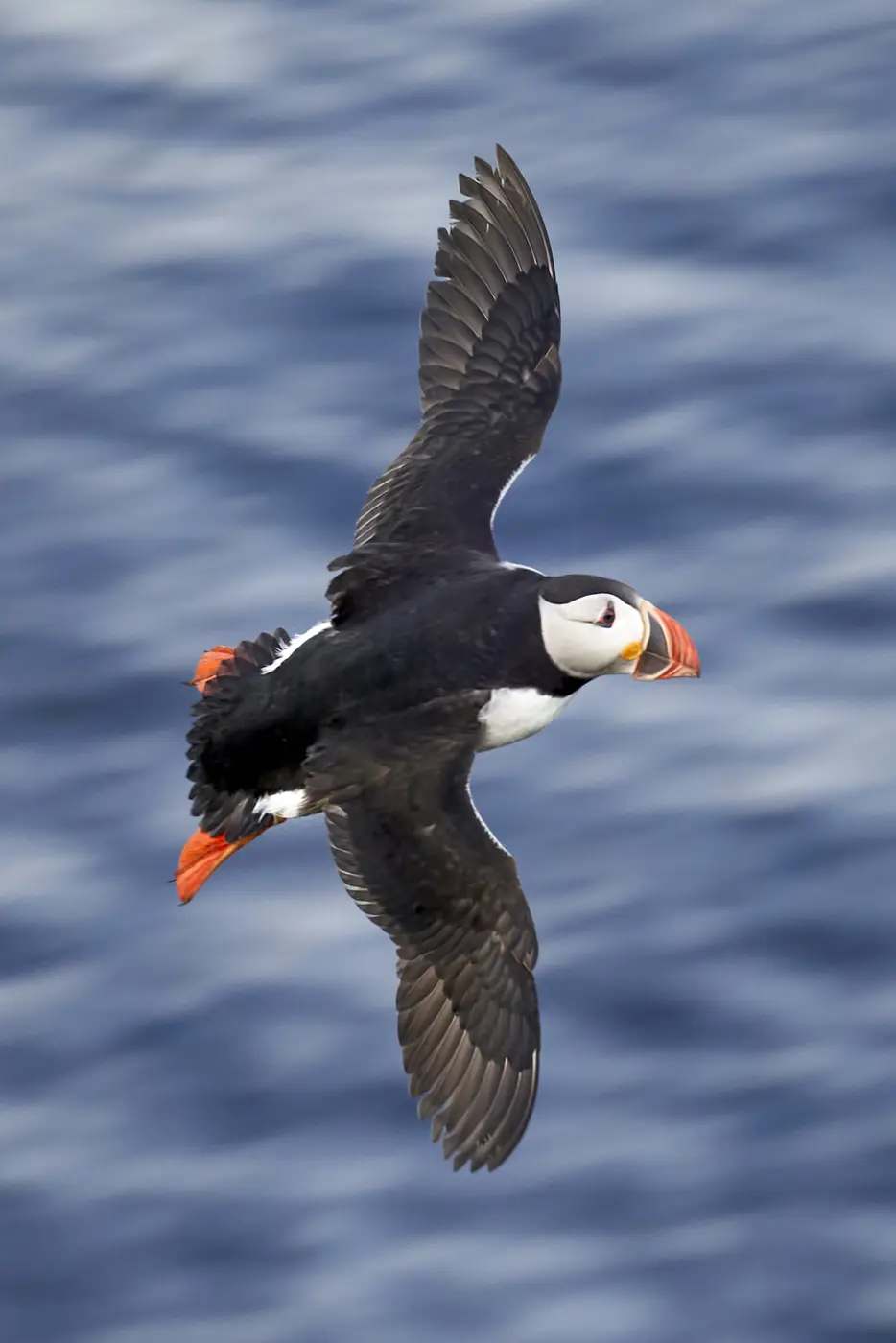 Ein Papageitaucher im Flug über dem Meer