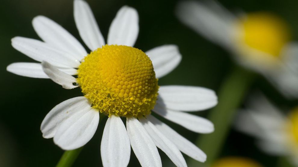 Pukka interview: Chamomile