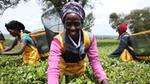 Women harvesting tea leaves on a tea plantation