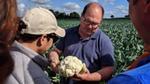 Two men in a field assess the quality of a cauliflower