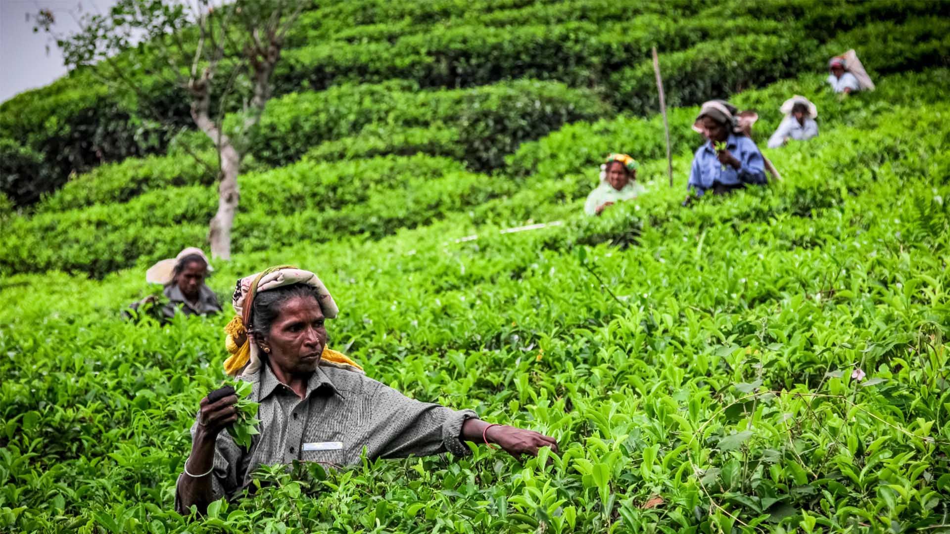 tea farmers