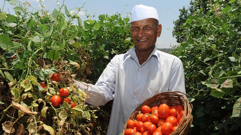 A farmer proudly showing his vines of tomatoes
