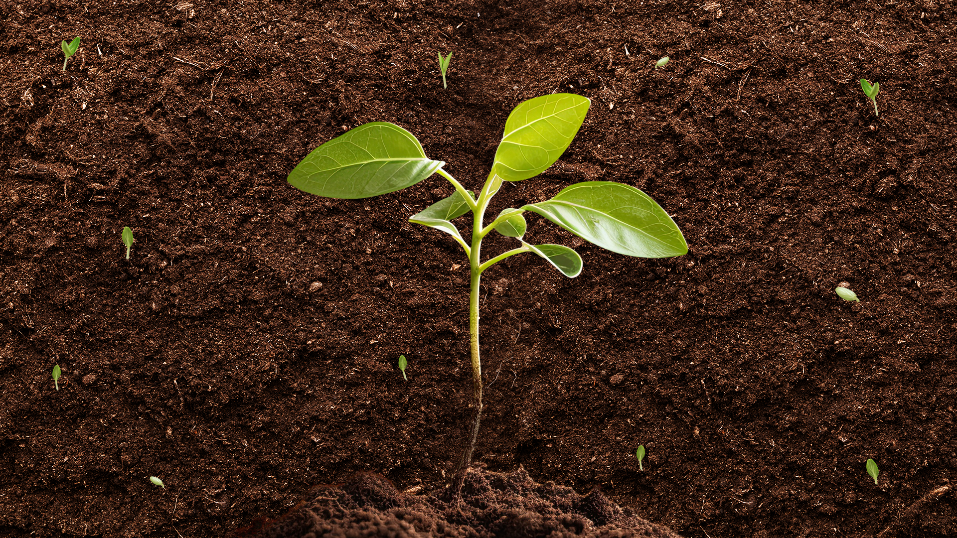 A green seedling growing out of dark earth.