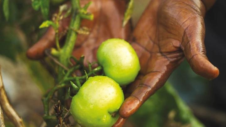 An image of a farmer holding raw tomatoes in his hands that haven’t been plucked from the plant yet.