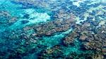 Aerial photograph of a coral reef, visible through clear, blue water.
