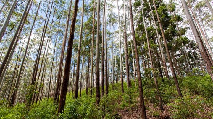 Trees in eucalyptus forest in Sri Lanka.