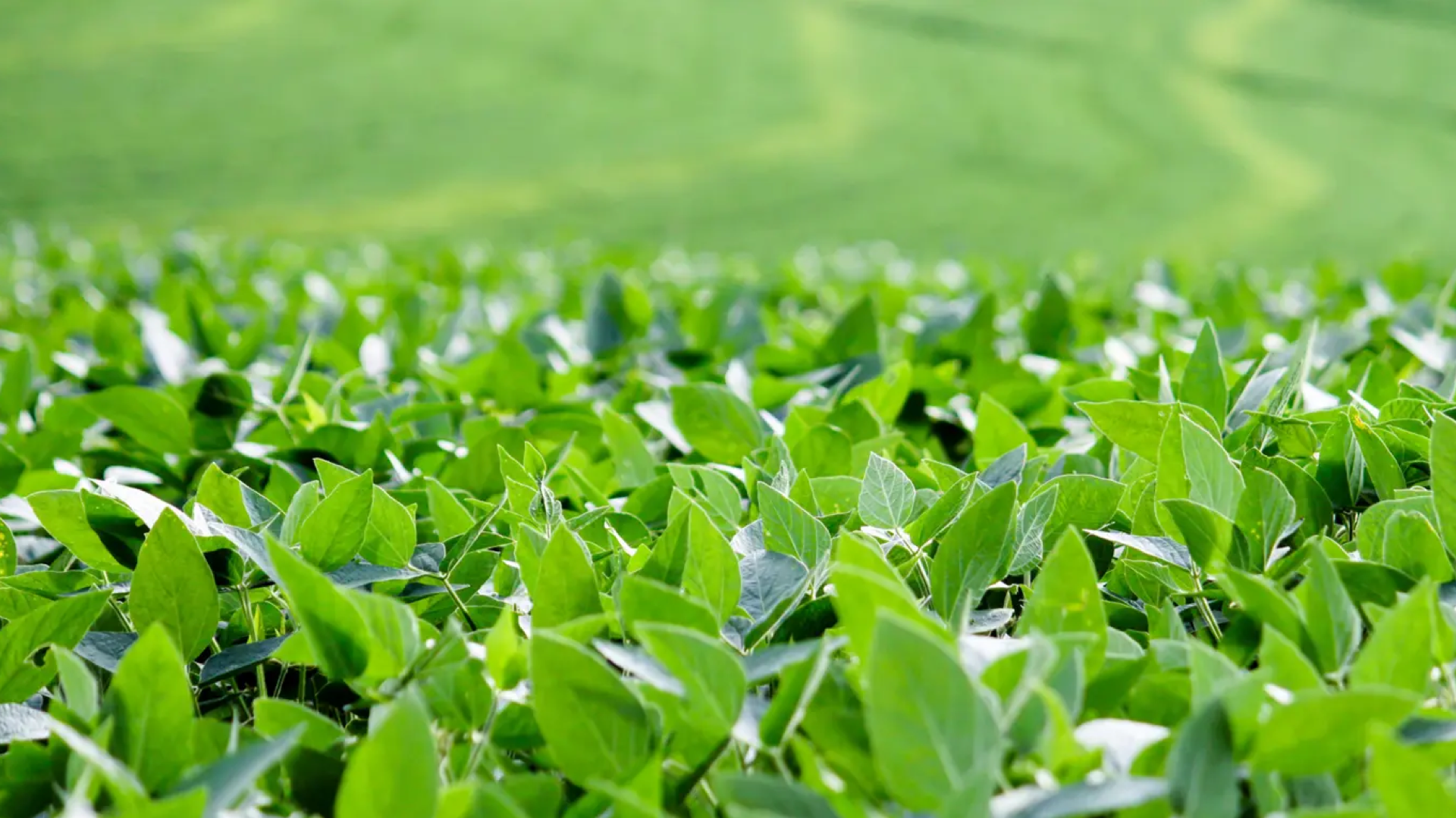 Field of rice growing