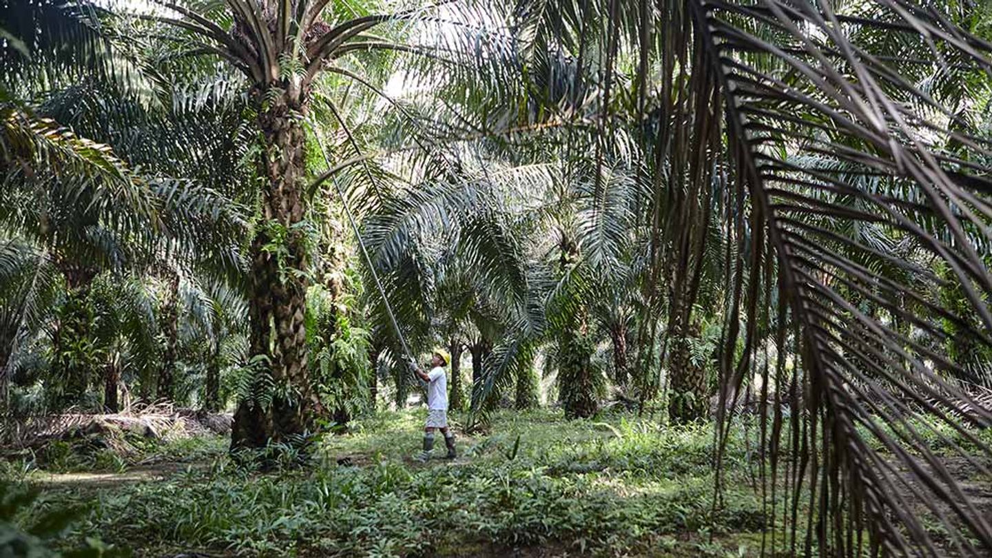 Worker working for palm oil