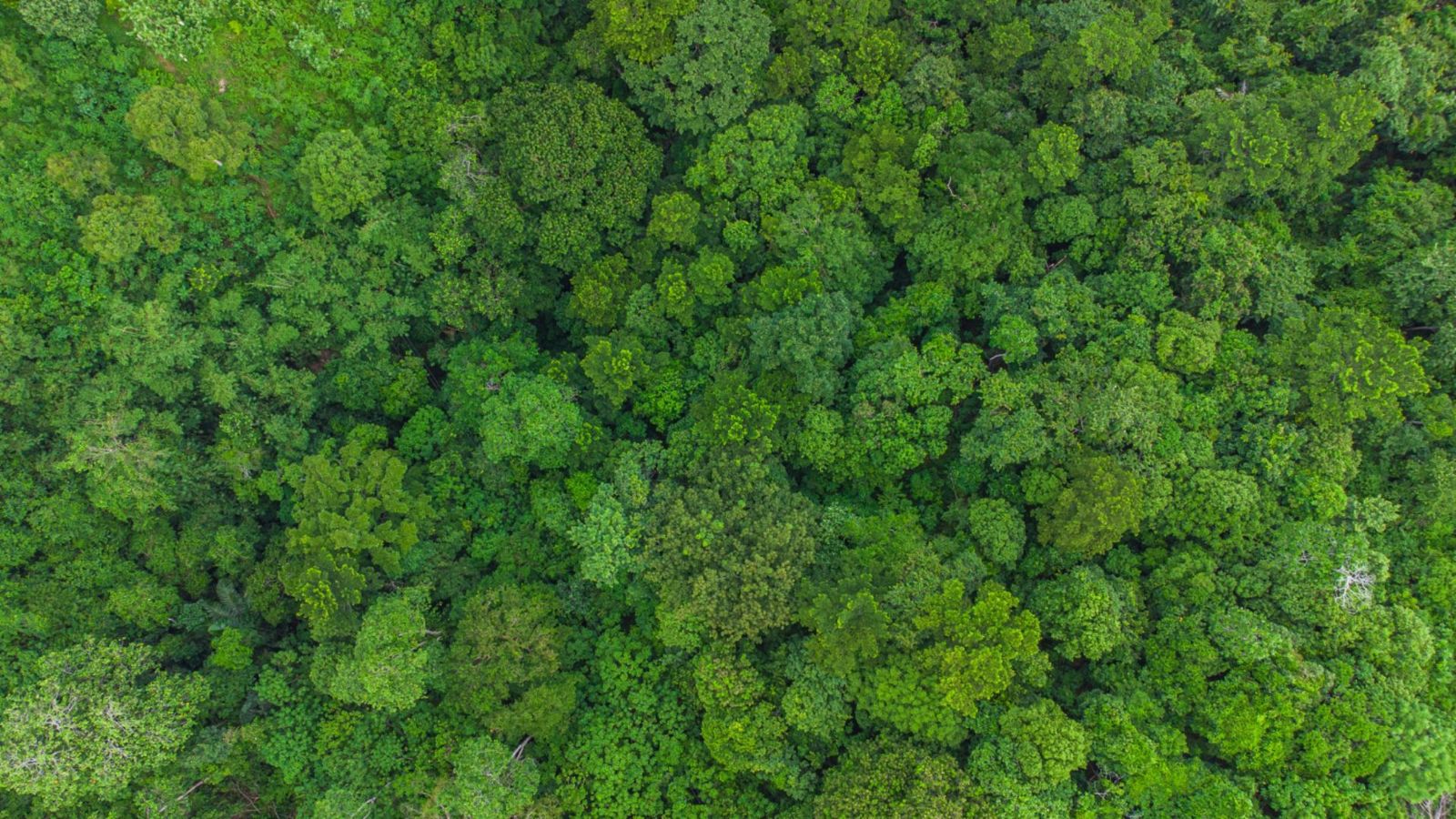 Our progress towards a deforestation-free supply chain | Unilever