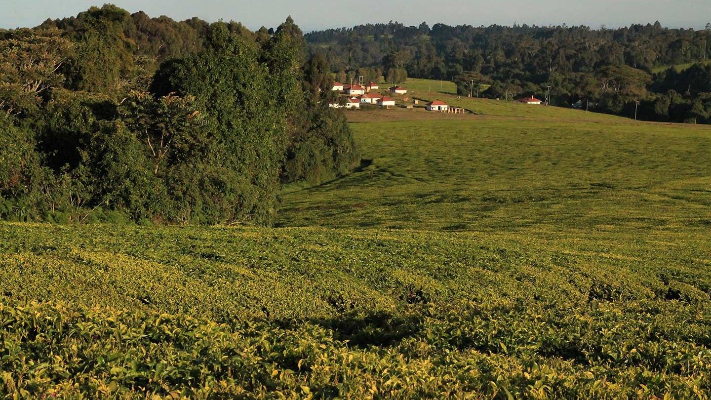 Tea growing fields with houses in the distance.