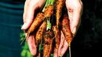 Feature image - Growing Roots carrot