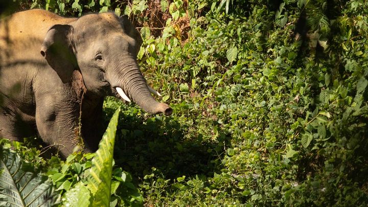 An elephant walking through a forest