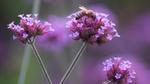 Bees on purple flowers