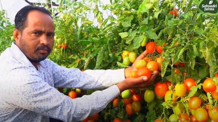 Sustainable sourcing of Tomatoes
