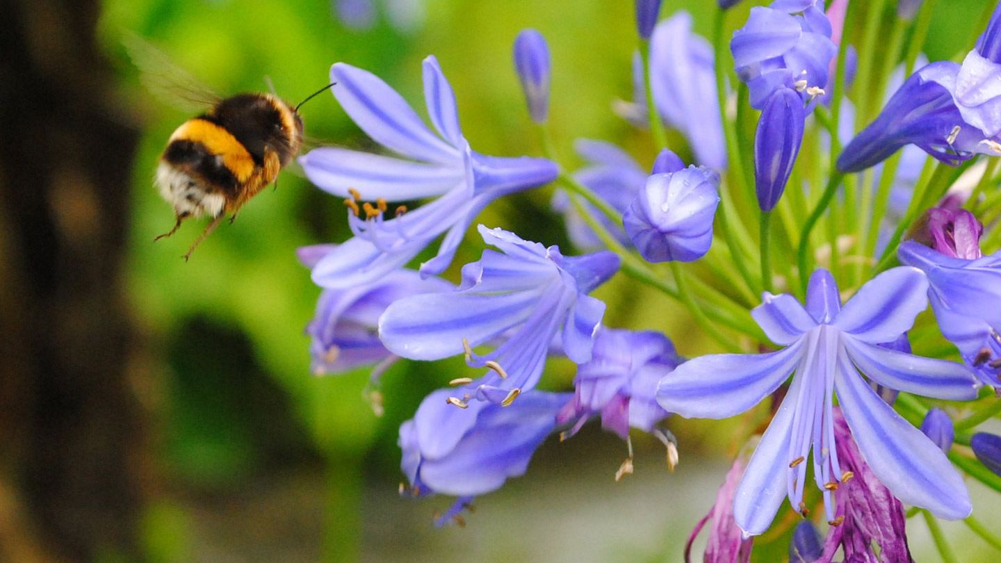 Bee on flower. Protecting biodiversity is central to Unilever’s Sustainable Agriculture Programme