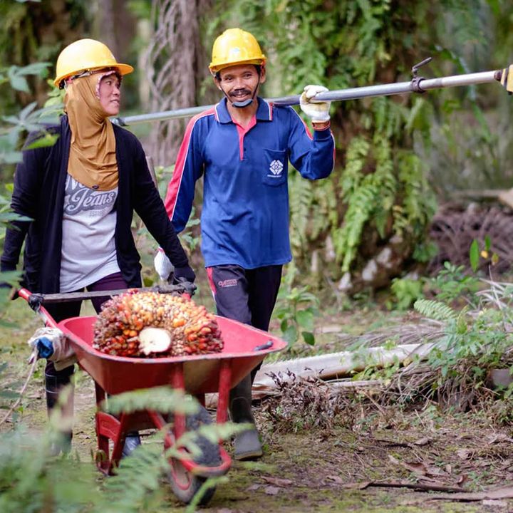 Two palm oil farmers