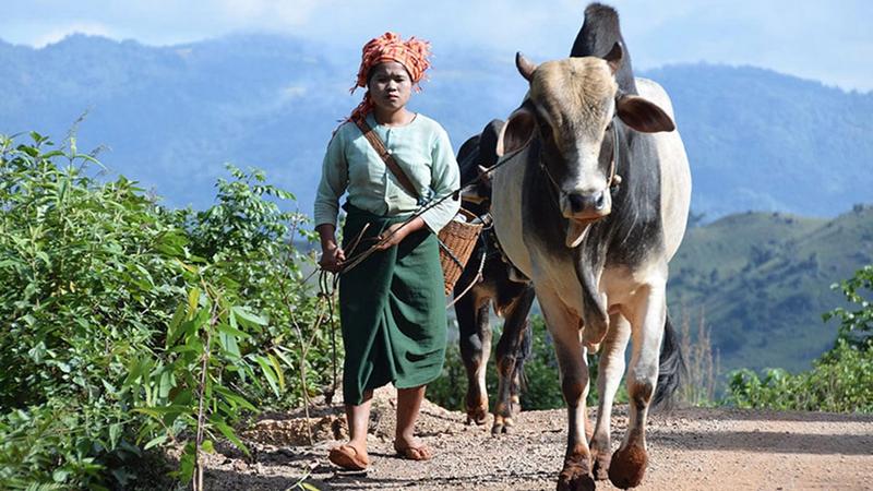 A woman pulls along cattle in a rural area