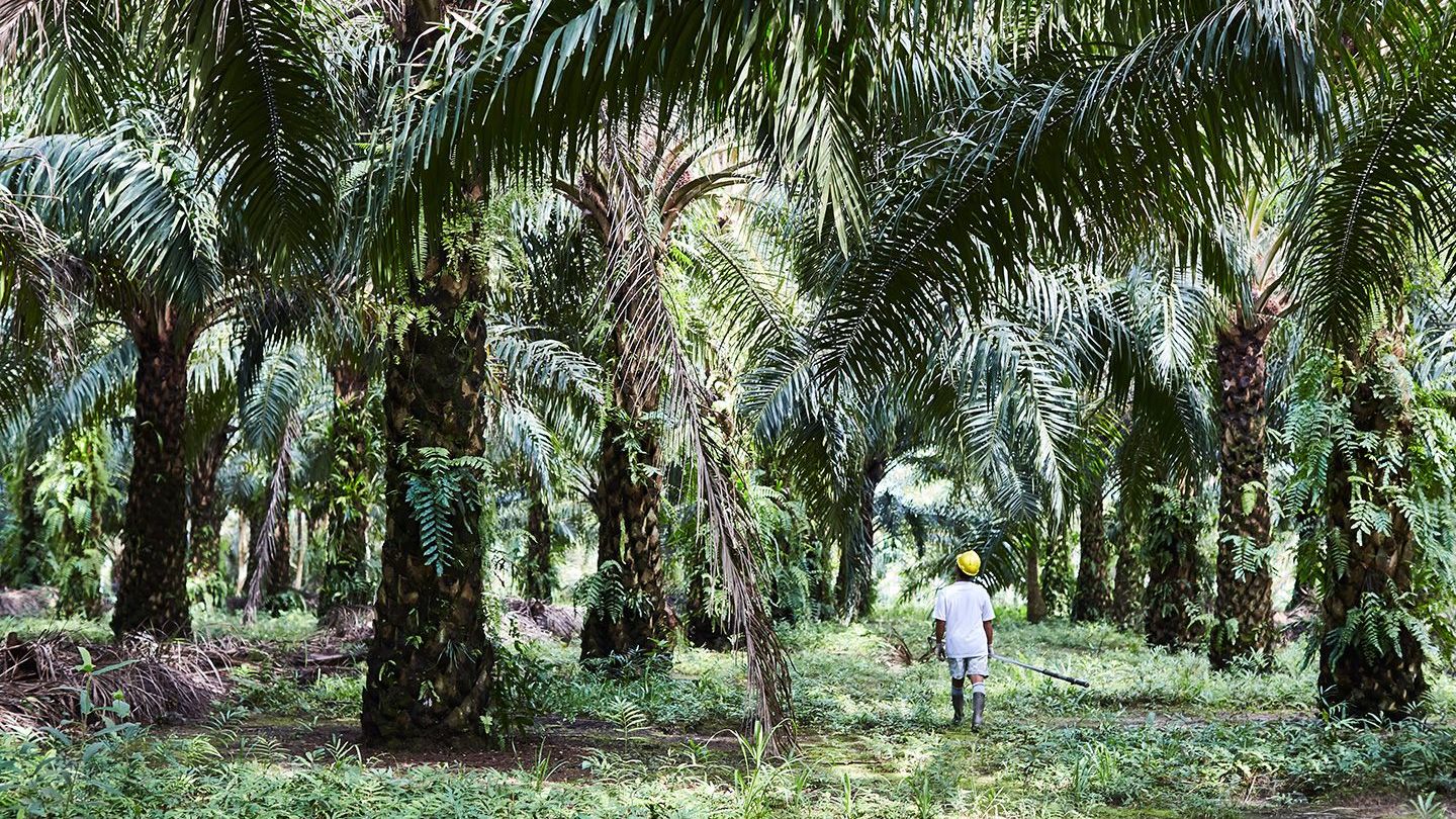 Palm oil farmer working in a plantation