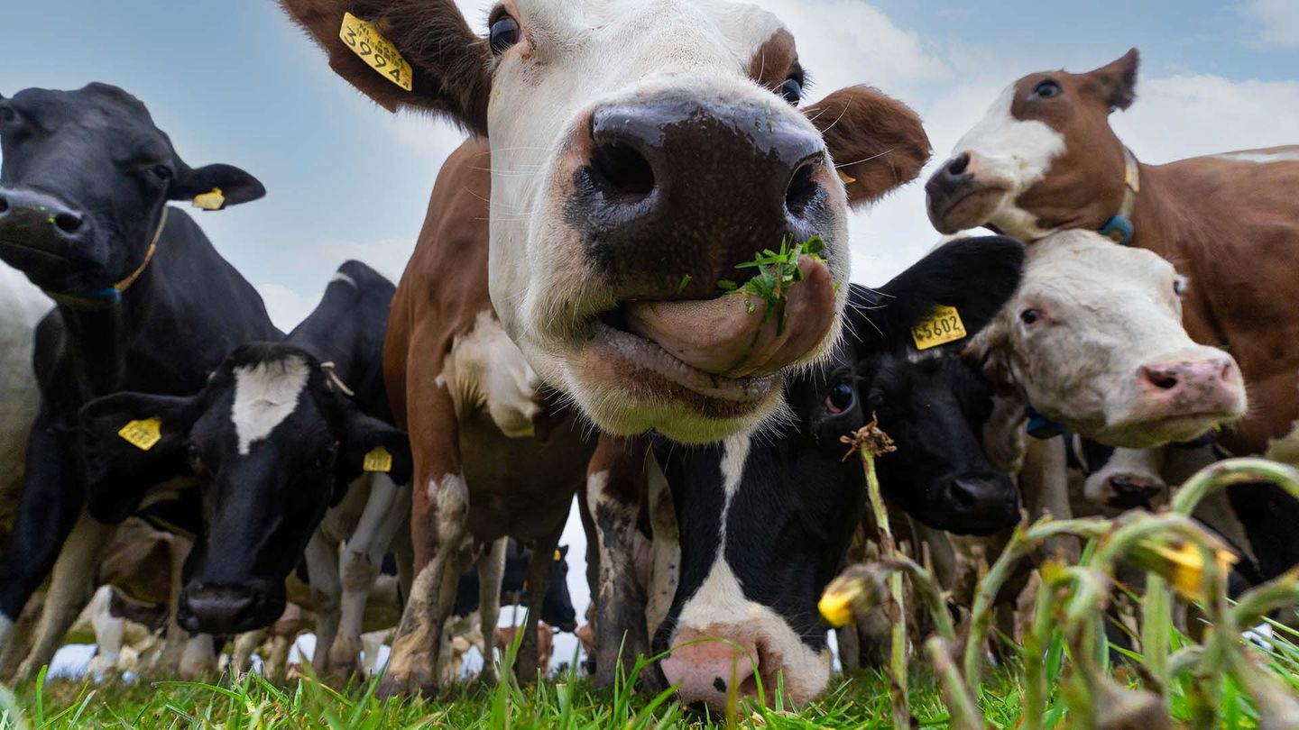 Image of cow faces close up to camera