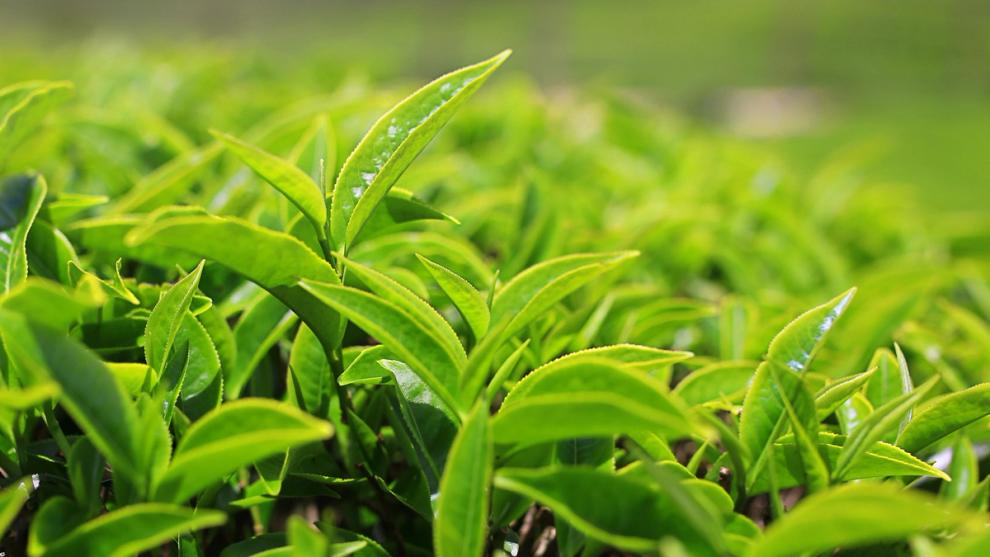 The tips of fresh green tea leaves growing in a tea field