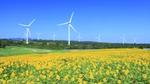 Image of wind turbines with flowers in the foreground