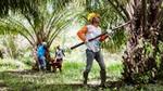 A palm oil farmer collecting palm oil