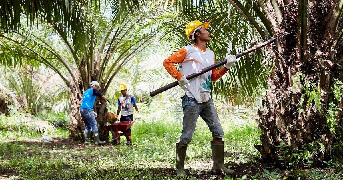 Sustainable and deforestation-free palm oil