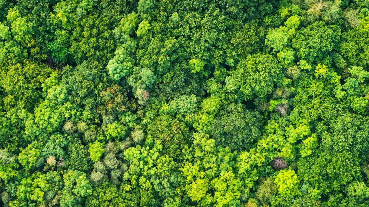 An aerial view of the rainforest featuring lush green trees