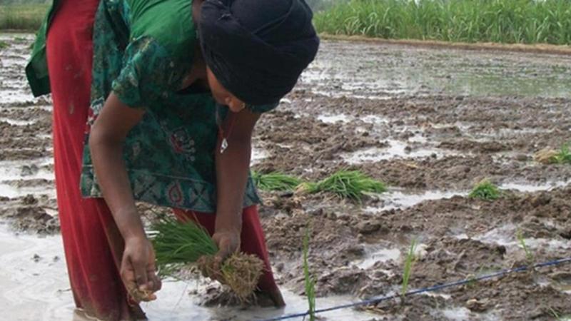 Image of a lady transplanting crops 