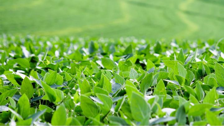 A photo of soybean fields in Brazil