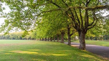 green park with short cut grass and trees lining a footpath