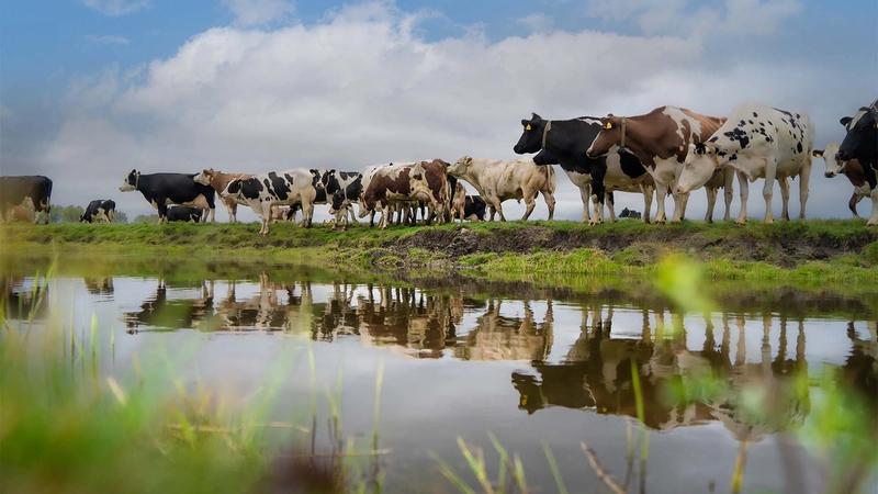Cows walking in a line across a field