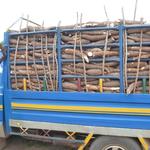 A with locally grown cassava to be used in Closeup and Pepsodent toothpaste at Unilever’s factory in Nigeria.