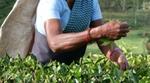 Asian woman plucking tea 