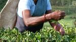 Asian woman plucking tea 