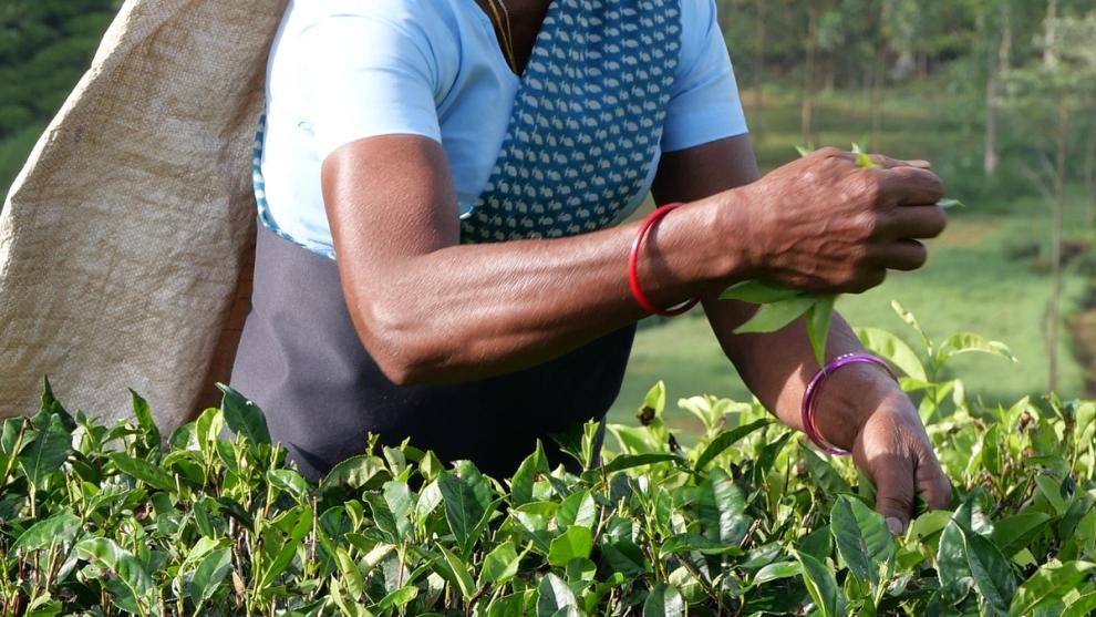Asian woman plucking tea