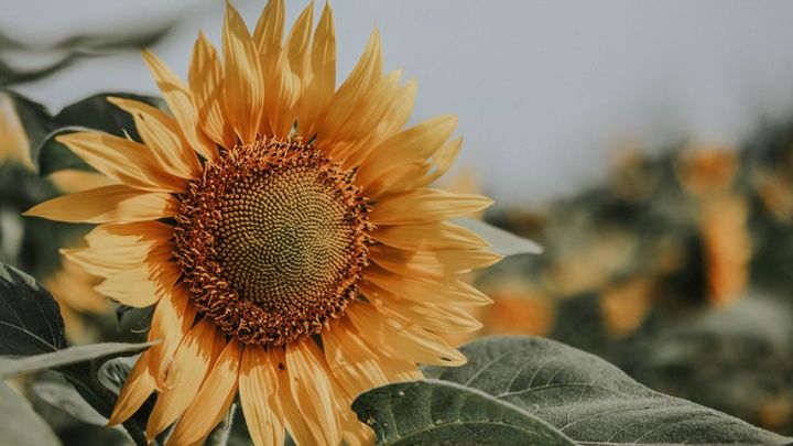 Picture of a sunflower in a field