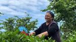 Yeşil çay tarlaları içinde kadın bir çiftçi