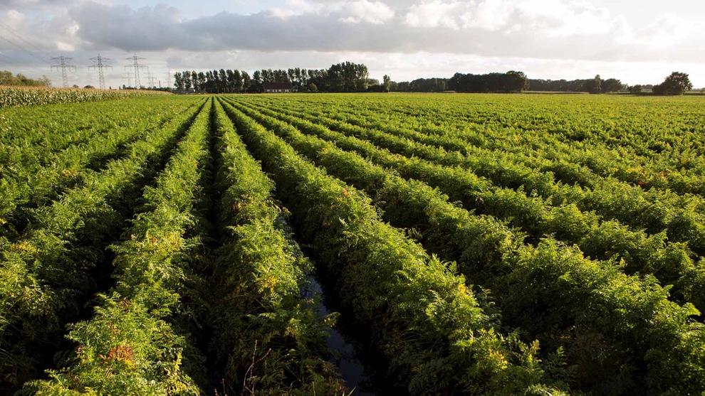 View across a field of vegetable crops