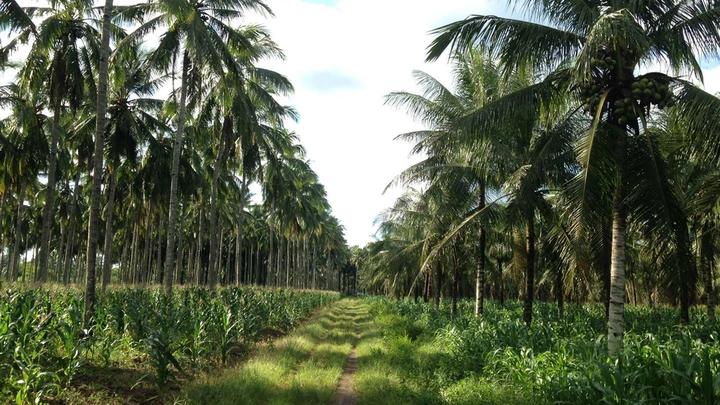 Coconut trees on plantation. Unilever has joined a new initiative that aims to create a more sustainable coconut industry.