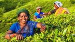 Three women in bright saris smiling on sloping field of bright green plants.