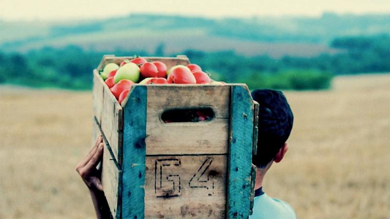 Boy carrying crate of tomatoes