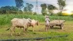 a farmer in a field with cows