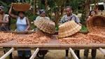 Smallholder farmers sorting their cocoa crop spread out on tables 