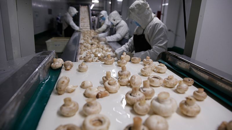 Once harvested, the mushrooms are processed and sorted at the factory